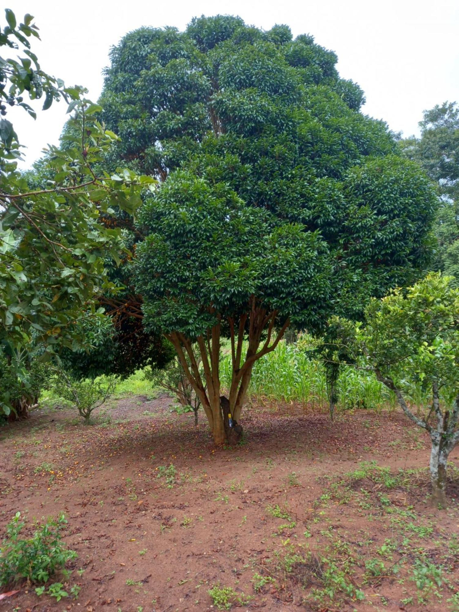 Pousada La Na Roca Paraisopolis Luaran gambar